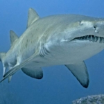 Gökova Körfezi’nde Dev Köpekbalığı Görüntülendi