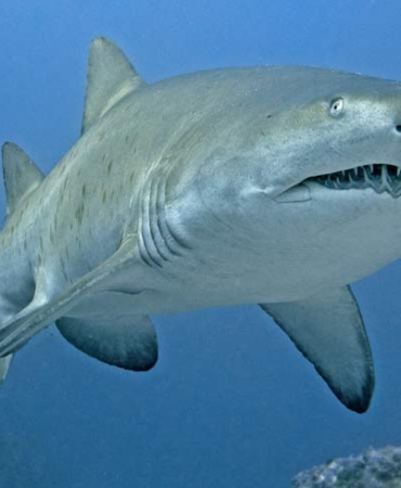 Gökova Körfezi’nde Dev Köpekbalığı Görüntülendi