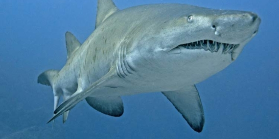 Gökova Körfezi’nde Dev Köpekbalığı Görüntülendi