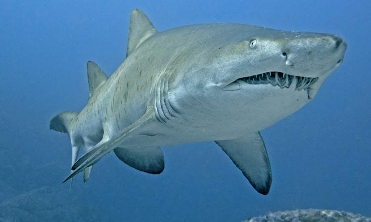 Gökova Körfezi’nde Dev Köpekbalığı Görüntülendi