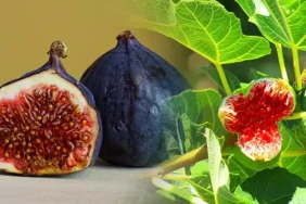 Rüyada İncir Yemek Ne Anlama Gelir