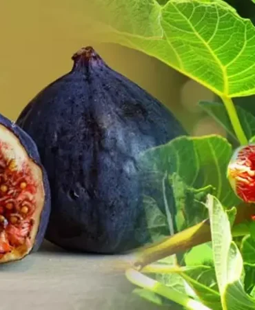 Rüyada İncir Yemek Ne Anlama Gelir
