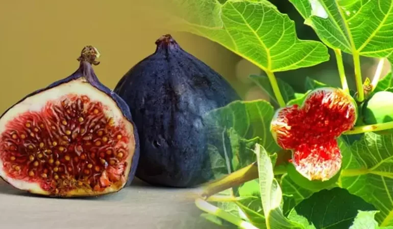Rüyada İncir Yemek Ne Anlama Gelir