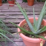 Saksıda yetiştirilen aloe vera bitkisi