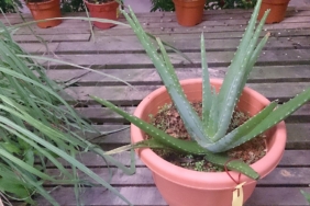 Saksıda yetiştirilen aloe vera bitkisi