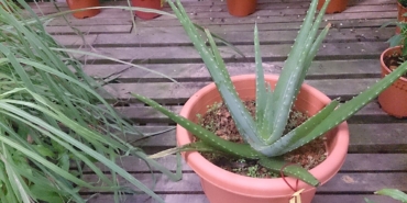 Saksıda yetiştirilen aloe vera bitkisi