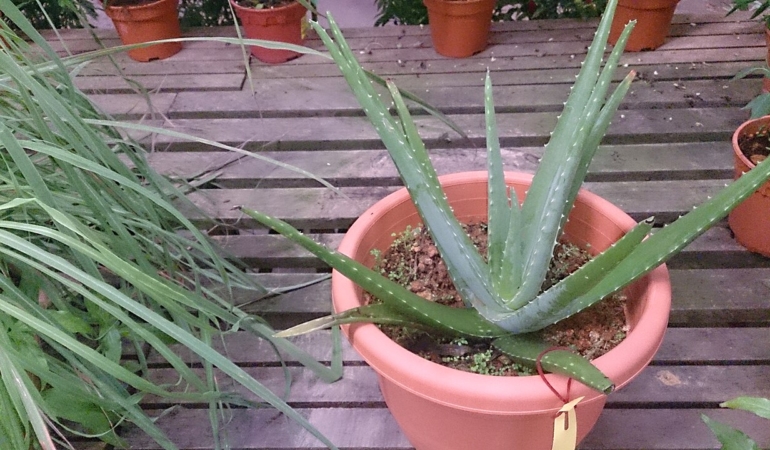 Saksıda yetiştirilen aloe vera bitkisi
