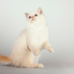 Mavi gözlü ve beyaz patili Birman kedisi