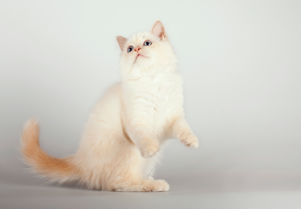 Mavi gözlü ve beyaz patili Birman kedisi