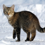 Siyah kedi