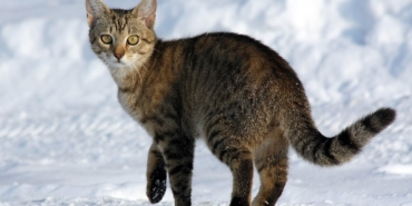 Siyah kedi