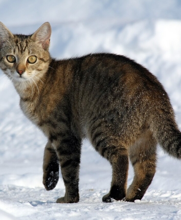 Siyah kedi