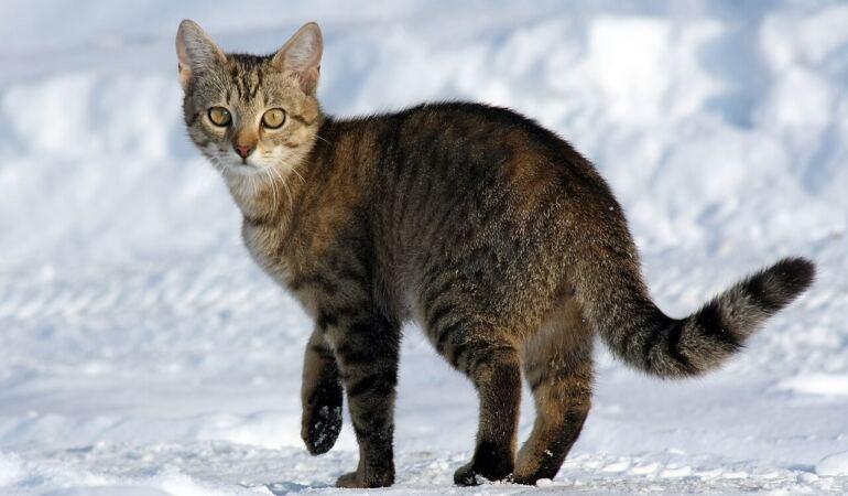 Siyah kedi