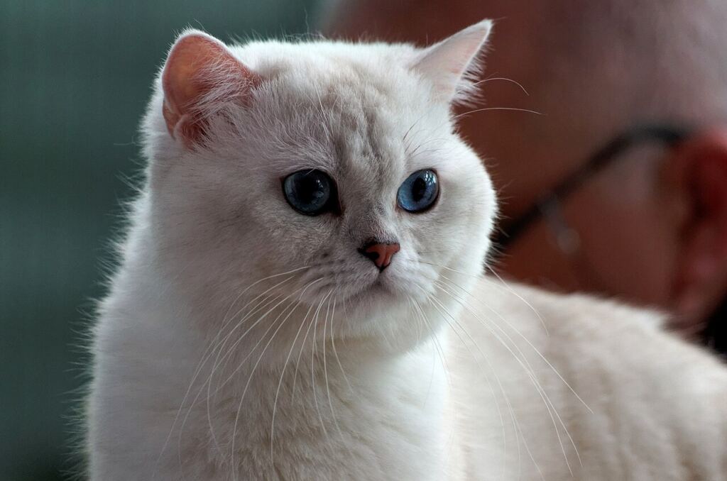 Gri tüylü British Shorthair kedi
