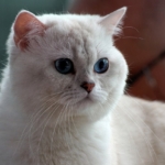 Gri tüylü British Shorthair kedi