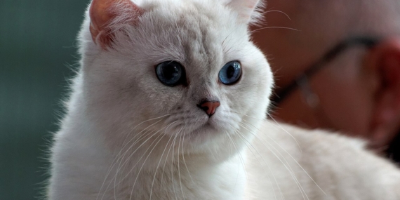 Gri tüylü British Shorthair kedi