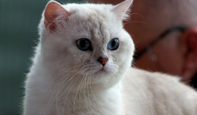 Gri tüylü British Shorthair kedi
