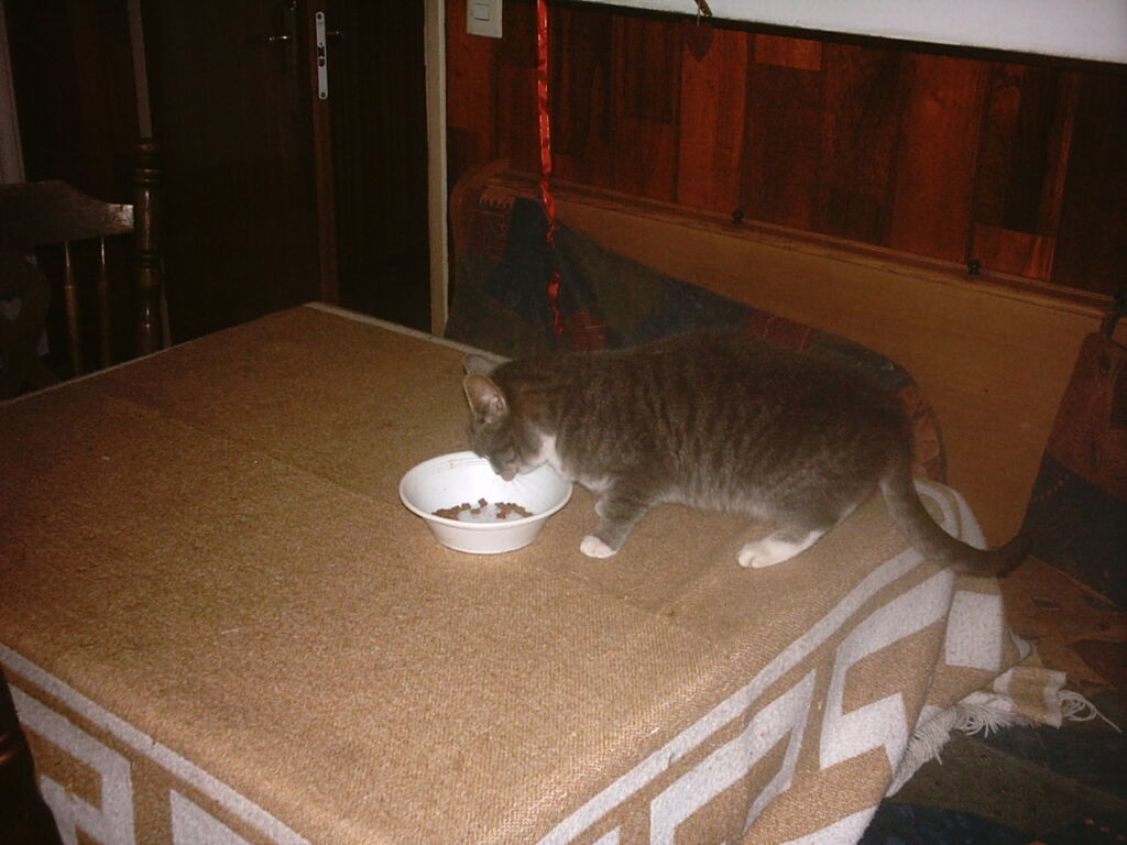 Mama kabından yemek yiyen kedi