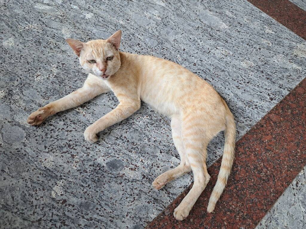 Ağzını açmış miyavlayan bir kedi