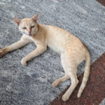 Ağzını açmış miyavlayan bir kedi