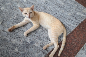 Ağzını açmış miyavlayan bir kedi