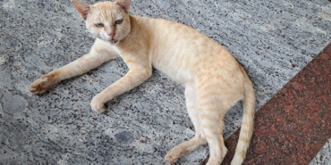 Ağzını açmış miyavlayan bir kedi