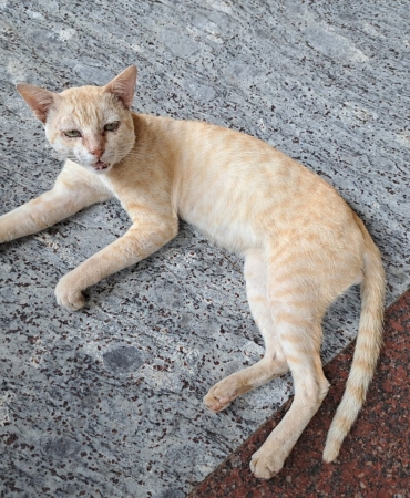 Ağzını açmış miyavlayan bir kedi