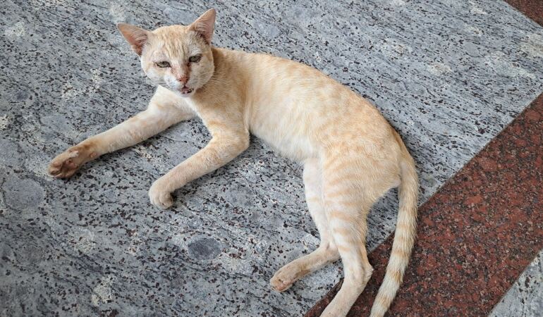Ağzını açmış miyavlayan bir kedi