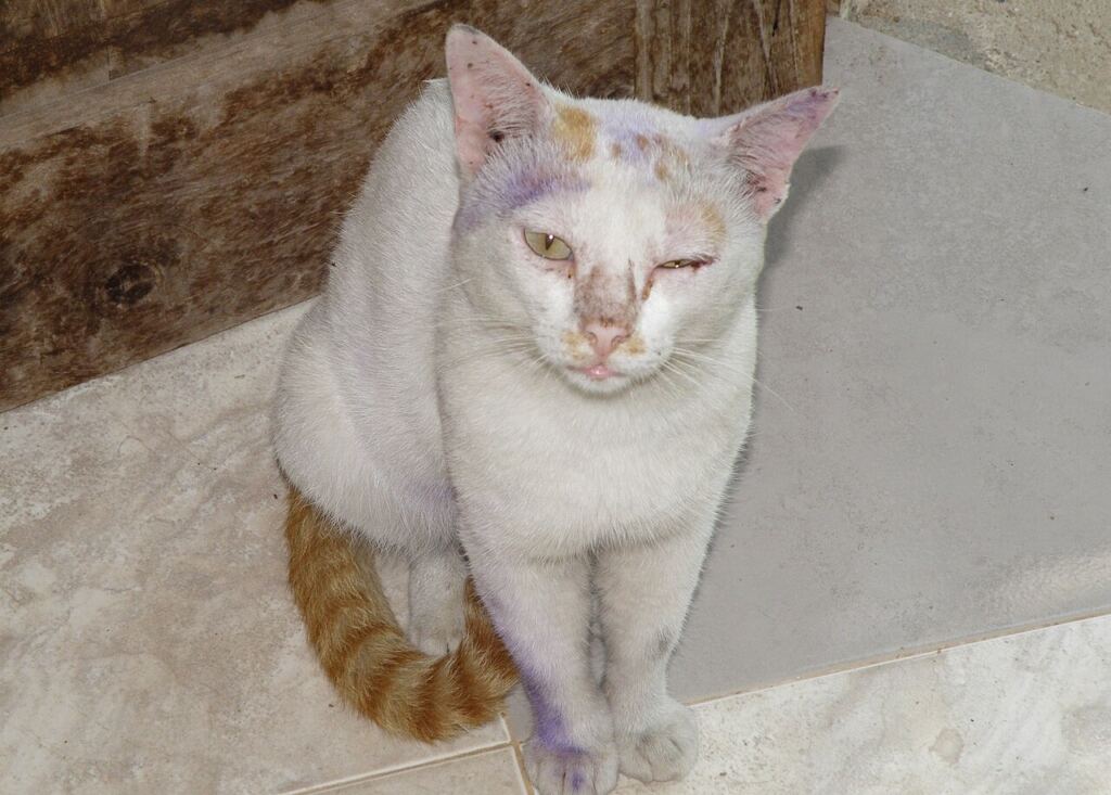 Kulağını kaşıyan kedi