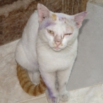 Kulağını kaşıyan kedi