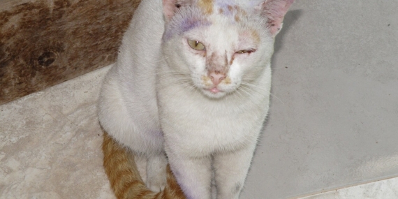 Kulağını kaşıyan kedi