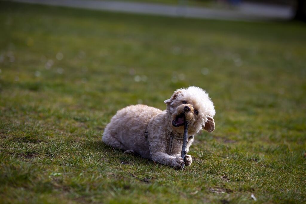 Sopa çiğneyen köpek