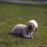 Sopa çiğneyen köpek