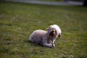 Sopa çiğneyen köpek