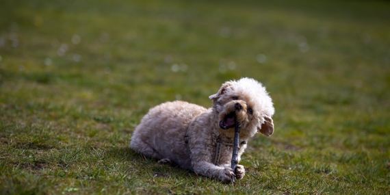 Sopa çiğneyen köpek
