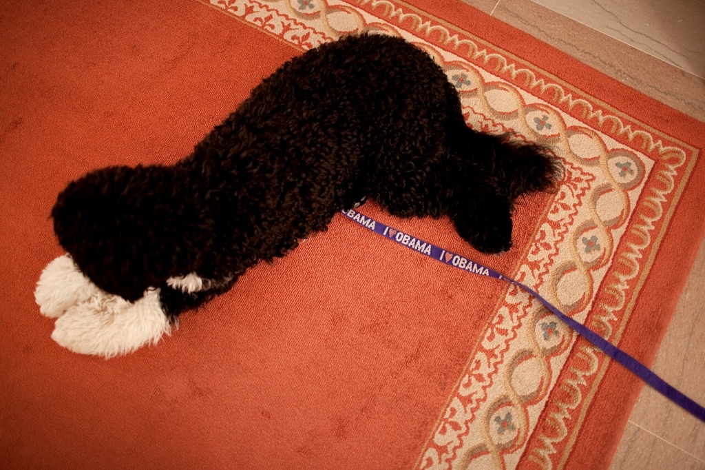 Halının üzerinde yatan köpek