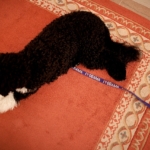 Halının üzerinde yatan köpek