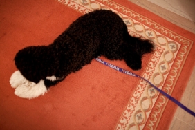Halının üzerinde yatan köpek