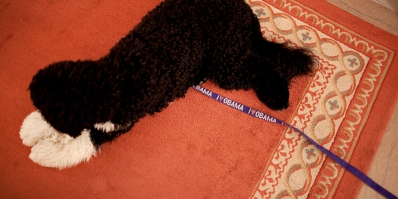 Halının üzerinde yatan köpek