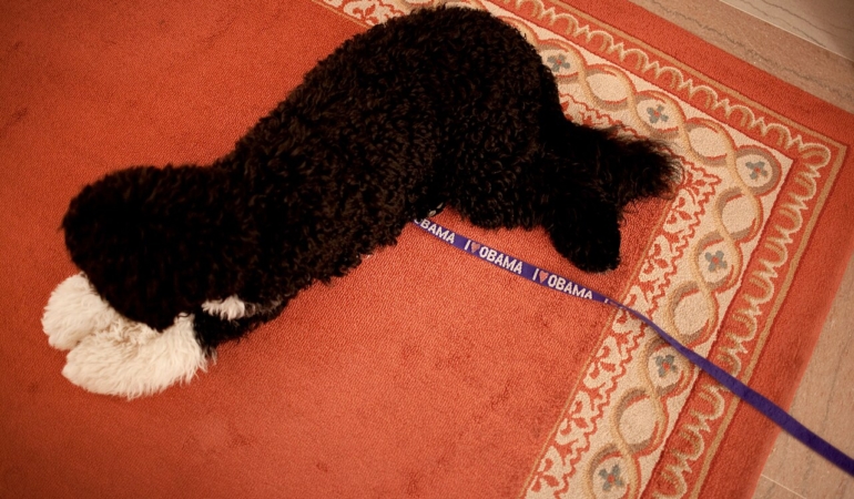 Halının üzerinde yatan köpek