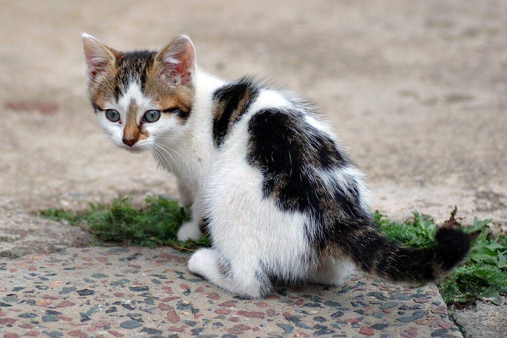 Koltukta dinlenen yaşlı tekir kedi