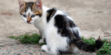 Koltukta dinlenen yaşlı tekir kedi