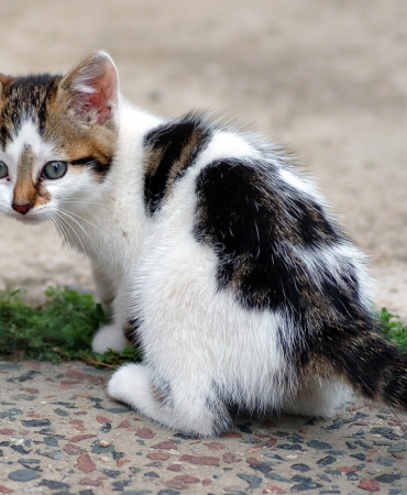 Koltukta dinlenen yaşlı tekir kedi