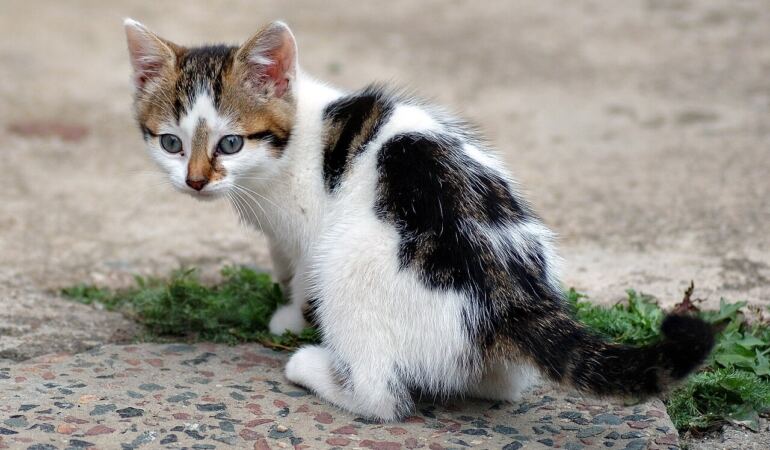 Koltukta dinlenen yaşlı tekir kedi