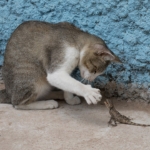 Kameraya bakan tekir kedi