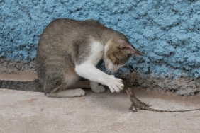 Kameraya bakan tekir kedi