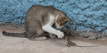 Kameraya bakan tekir kedi