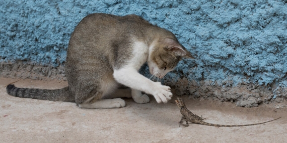Kameraya bakan tekir kedi