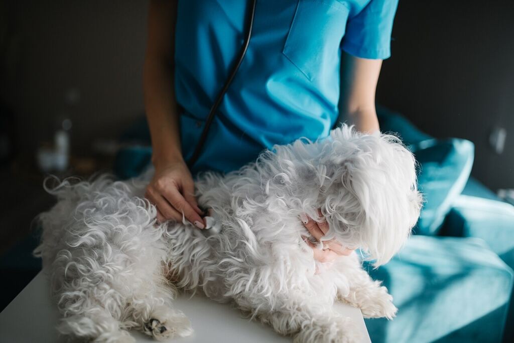 Veteriner hekim tarafından muayene edilen köpek