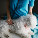 Veteriner hekim tarafından muayene edilen köpek